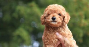 ddhpoodletoyizmir.com1