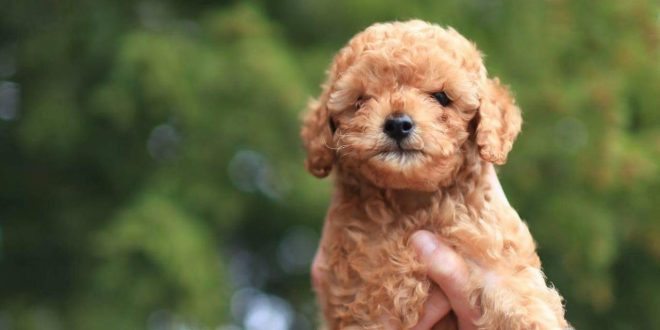 ddhpoodletoyizmir.com1