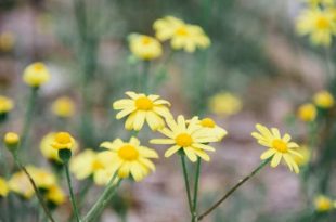 astragalus side effects