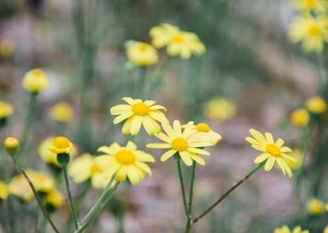 astragalus side effects