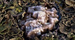 autotroph and heterotroph common features