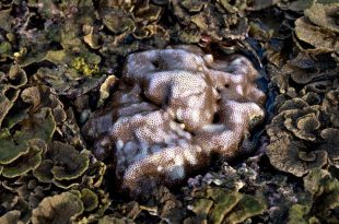 autotroph and heterotroph common features